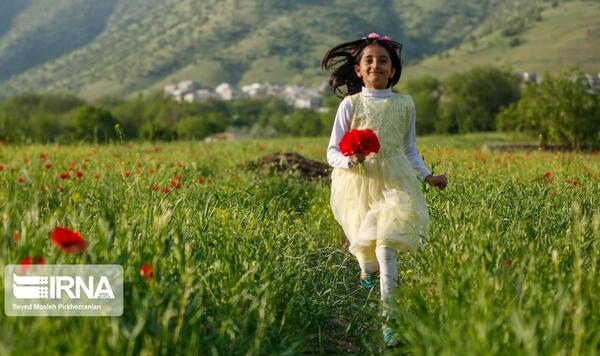 عکس زمین شقایق