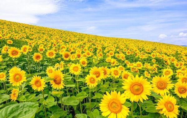 عکس زمین شقایق