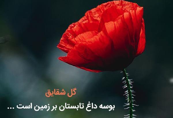 عکس زمین شقایق