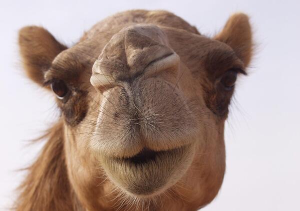 عکس شتر از نزدیک