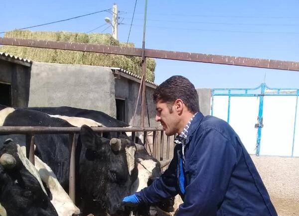 عکس گاو زابلی