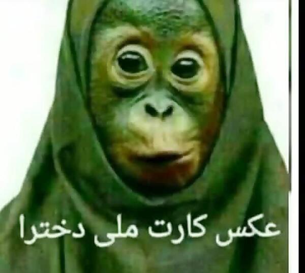 عکس میمون مسخره