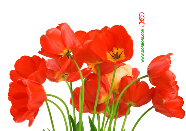 عکس گل لاله برای شهیدان