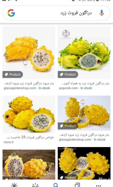 عکس جگر زلیخا