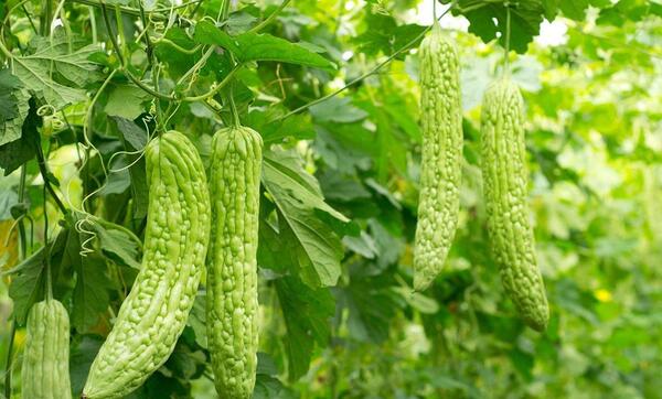 عکس جگر زلیخا