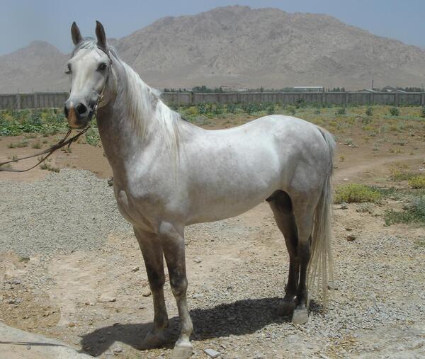 عکس اسب جادو کرمانشاه