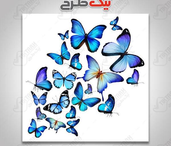 عکس پروانه پرچم ایران