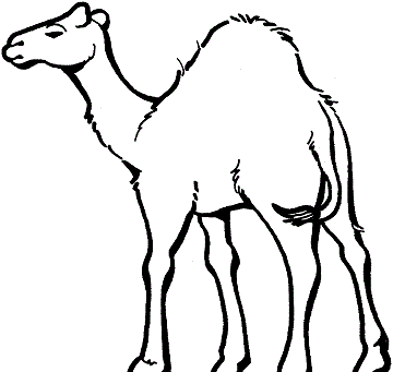 عکس شتر رنگ آمیزی