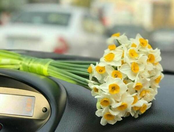 عکس گل نرگس محمدی