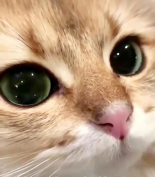 عکس حیوان کیوت