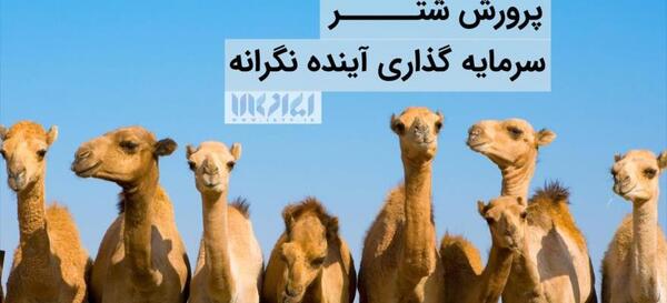 عکس شتر دو کوهان