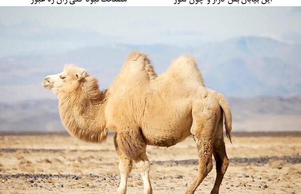 عکس شتر دو کوهان