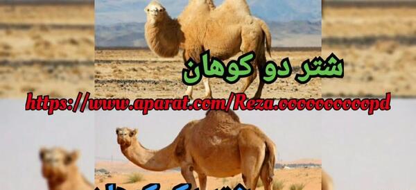 عکس شتر دو کوهان