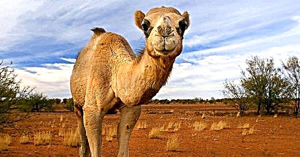 عکس شتر دو کوهان