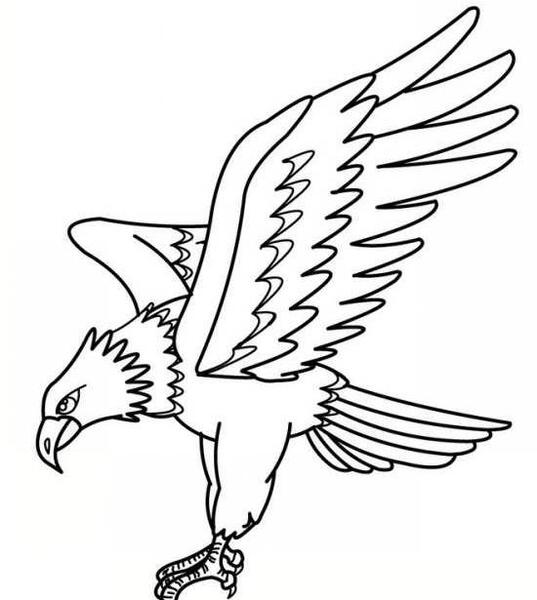 عکس عقاب کودکانه