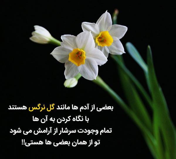 دانلود عکس نوشته گل نرگس برای پروفایل