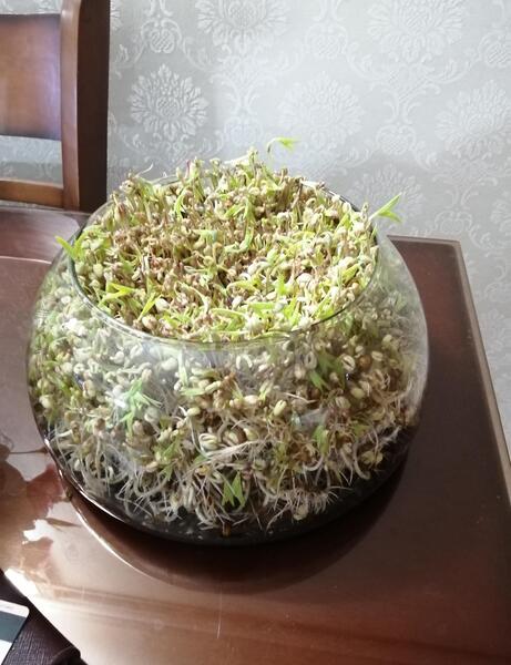 عکس سبزه عید ماش