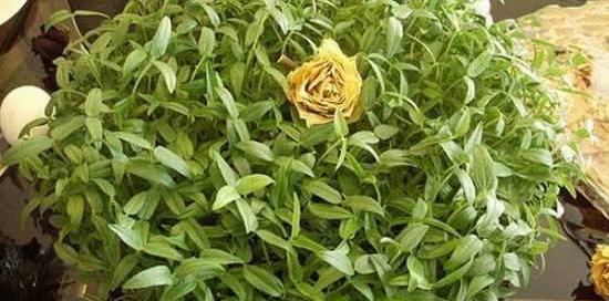 عکس سبزه عید ماش