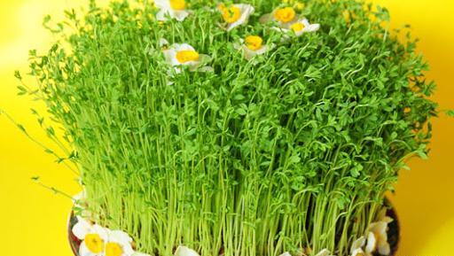 عکس سبزه عید ماش