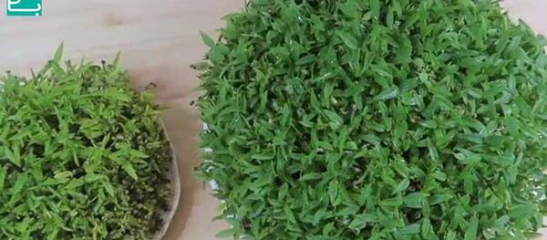 عکس سبزه عید ماش