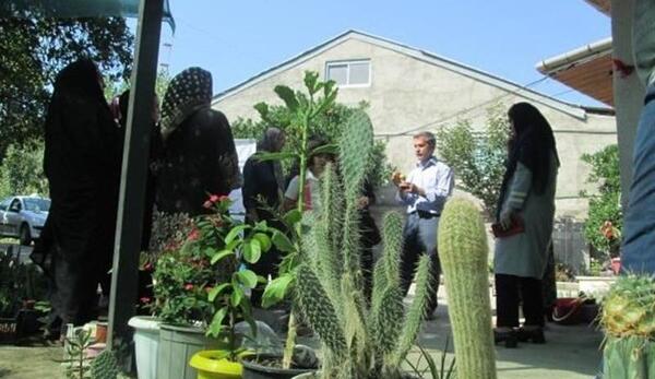 عکس ایده گلخانه در حیاط