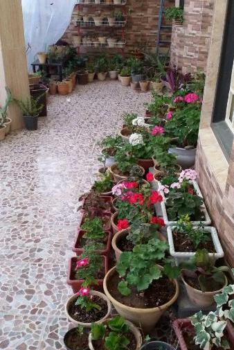 عکس ایده گلخانه در حیاط
