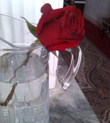 عکس دسته گل یهویی