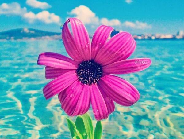 عکس منظره زیبای گل