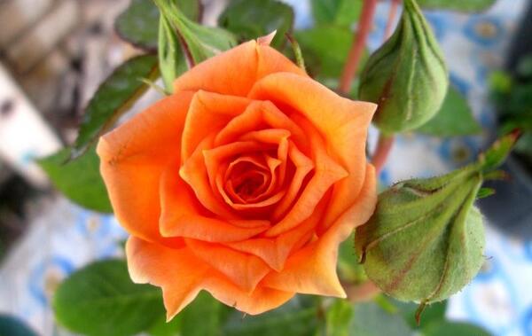 عکس گل رز نارنجی