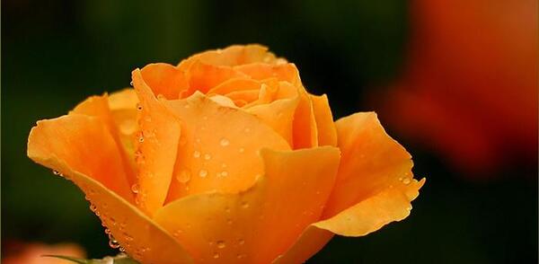 عکس گل رز نارنجی