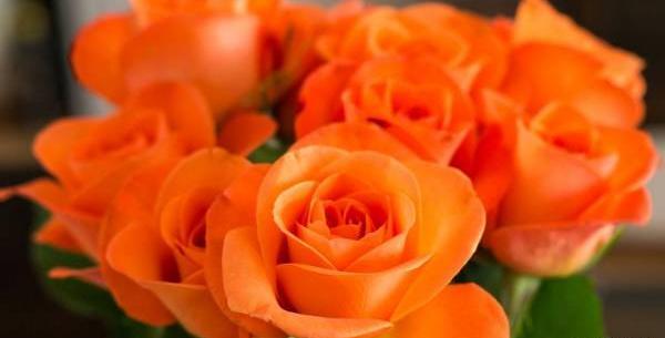 عکس گل رز نارنجی