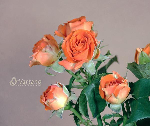 عکس گل رز نارنجی
