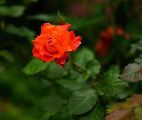 عکس گل رز نارنجی