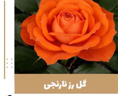عکس گل رز نارنجی