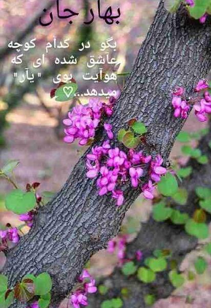 عکس استوری بهاری
