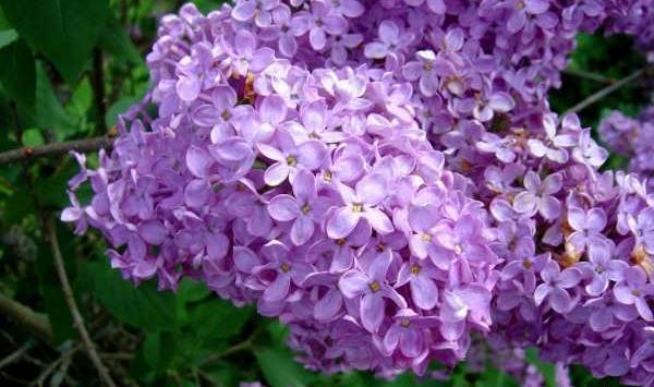 عکس گل یاس کبود