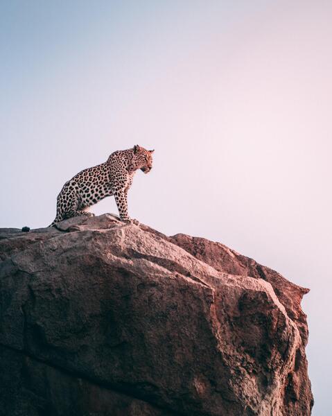 عکس یوز پلنگ نشسته