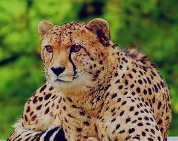 عکس یوز پلنگ نشسته