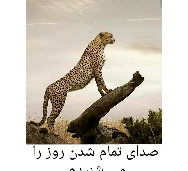 عکس یوز پلنگ نشسته