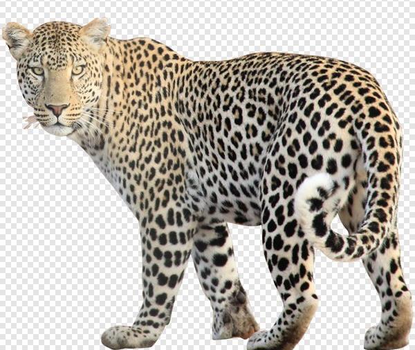 عکس یوز پلنگ نشسته