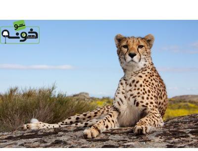 عکس یوز پلنگ نشسته