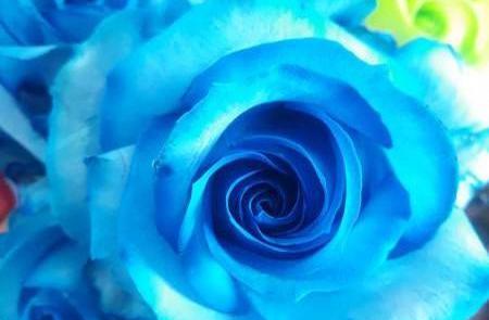 عکس گل رز فیروزه ای