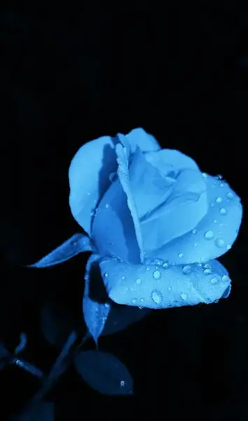 عکس گل رز فیروزه ای