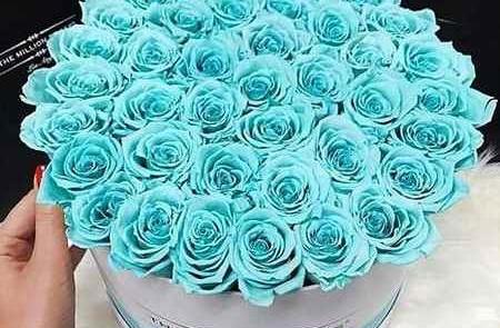 عکس گل رز فیروزه ای