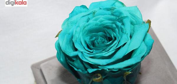 عکس گل رز فیروزه ای