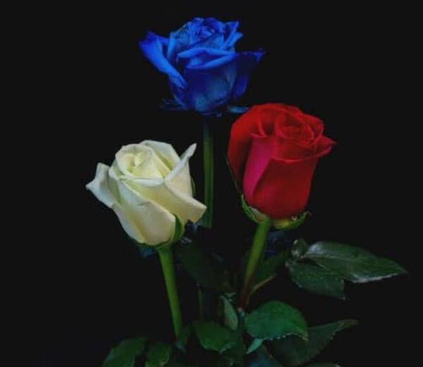 عکس گل رز فیروزه ای