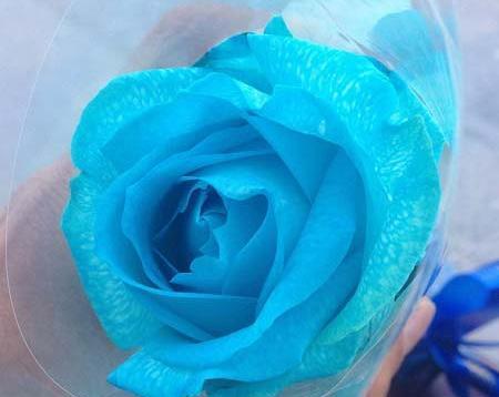 عکس گل رز فیروزه ای