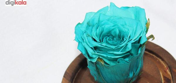 عکس گل رز فیروزه ای