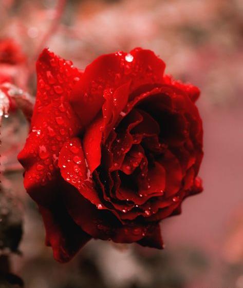 عکسهای گلهای زیبا زیر باران