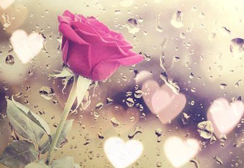 عکسهای گلهای زیبا زیر باران